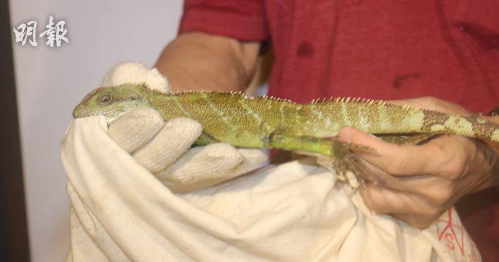新蒲崗發現一條綠色蜥蜴於1樓至2樓梯,為常見寵物品種，估計是被棄養或走失,所以養寵物要想清楚!...