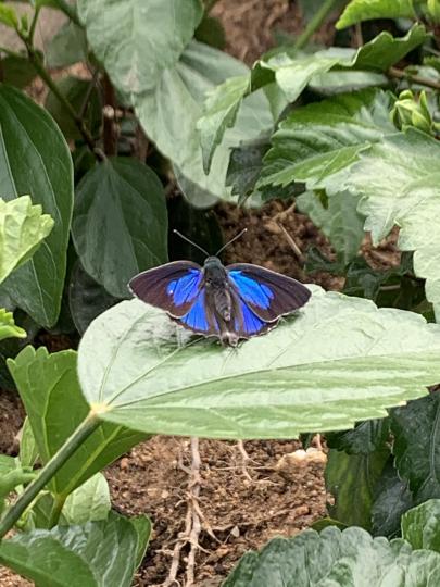 公園還有漂亮小蝴蝶🦋採蜜...