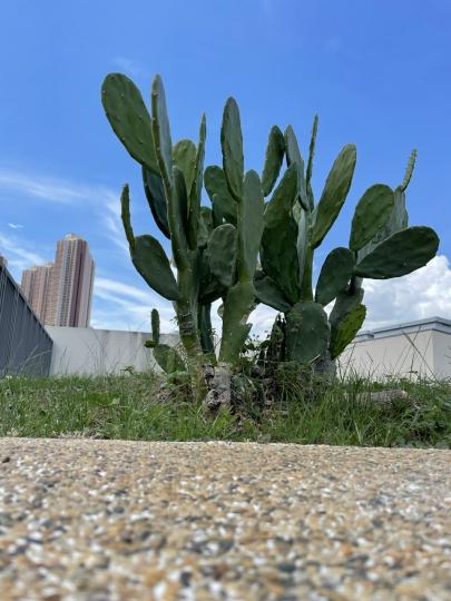 天台花園巨型仙人掌🌵有氣勢又幾靚...