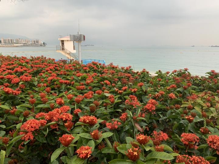 黃金海岸花海與海灘令人心鄺神怡...