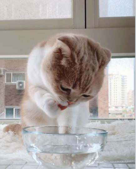 可愛小貓咪在喝水或是洗腳啊🤔...