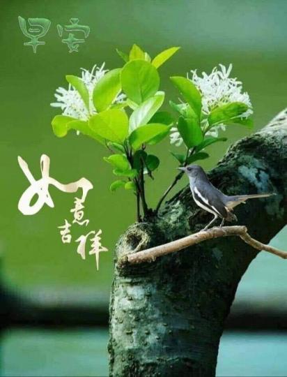 賞花觀鳥，開心生活，如意吉祥...