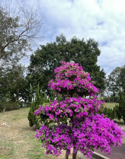 公園花開燦爛，園藝設計美觀...