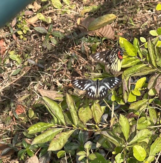 近期常見有斑蝶追逐在花叢中...