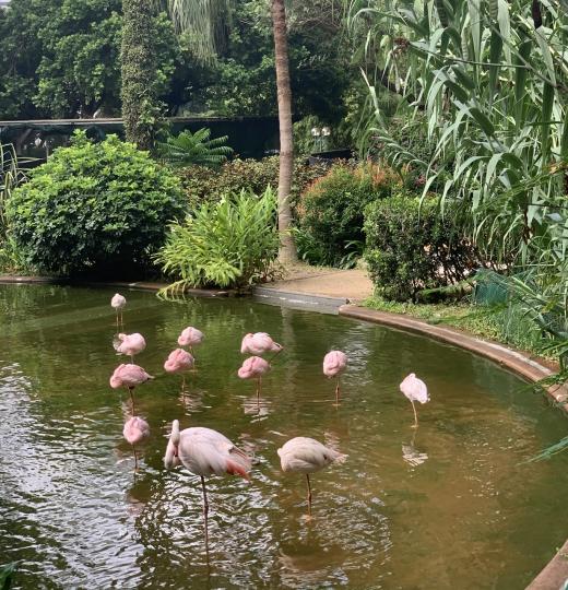 九龍公園鶴🦩群跳韻律操！...