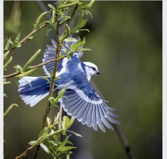 灰藍山雀打開翅翼線條很美。...