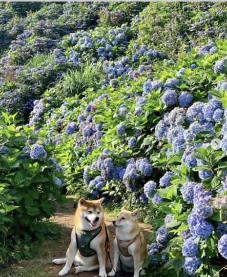 一對柴犬在繡球花下賞花談心...