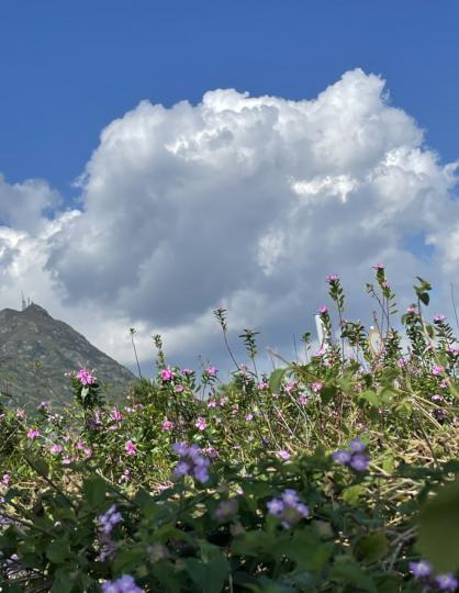 滿地小花與白雲伴青山...