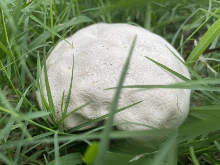 早安！大包被丟在草叢中，原來是一個野菇...