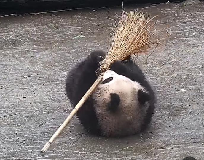 熊貓🐼好乖幫手打掃🧹呀...