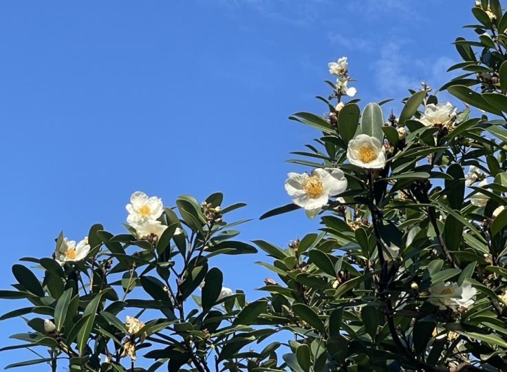 山上茶花樹開滿山茶花...