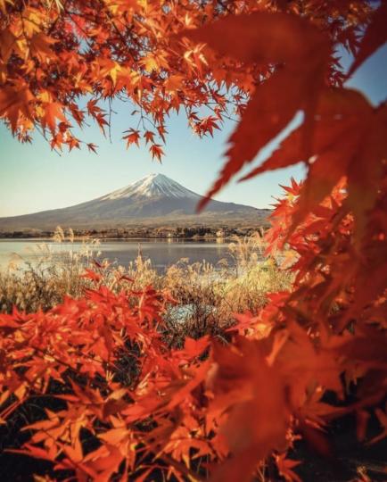 富士山和楓葉🍁，一幅美麗的風景畫...