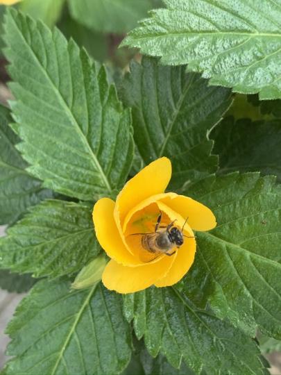 蜜蜂🐝勤力地深入花內採蜜...