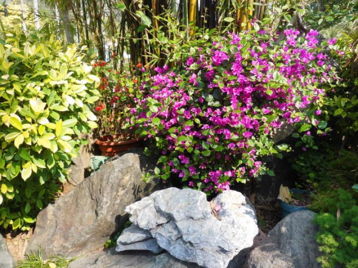 內園種植,,各色花草!...