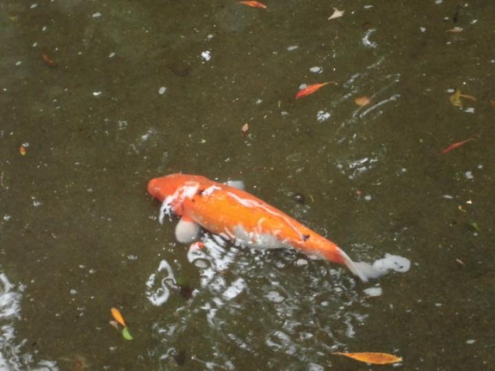 池水河內,,鲤鱼游來！...