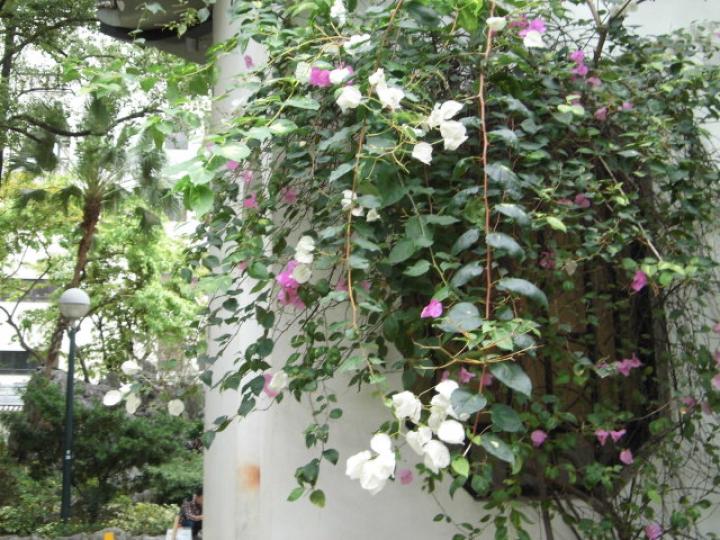 牆上種上,,各樣花朵！...
