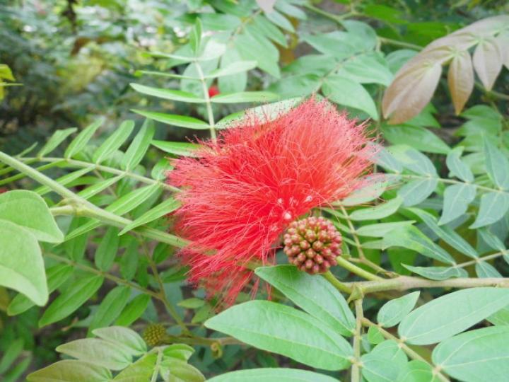 紅毛球花,,好特色,好靚呵...