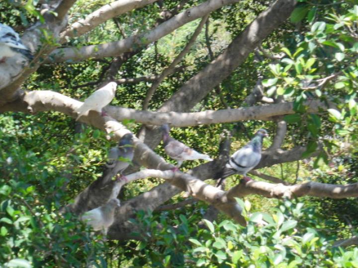 多隻鴿子在樹上,,觀看！...