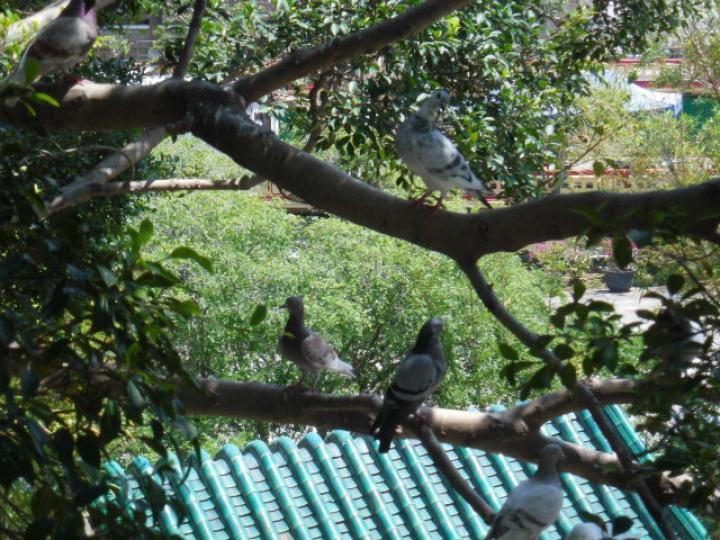 疫情過後,,鴿子樹上聚舊！...