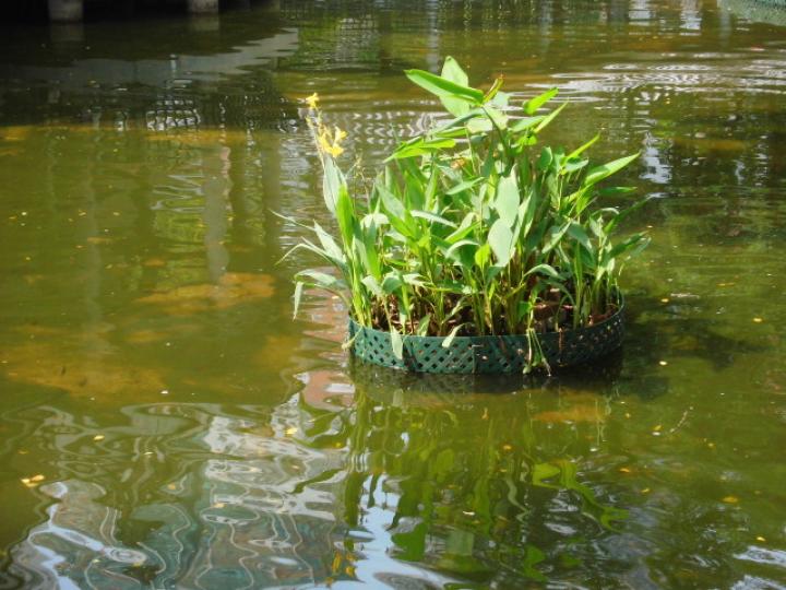內園池水,,種植盆草!...