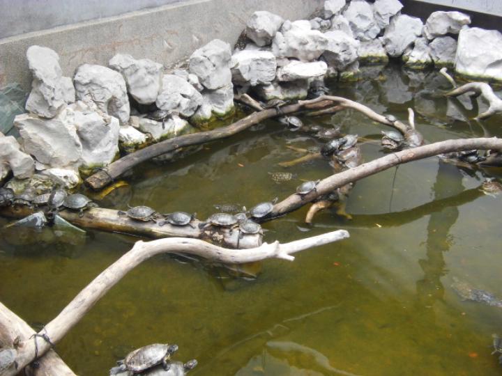 好多龜龜在,,池水內!...