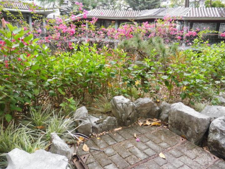 內園種植,,多色花朵！...