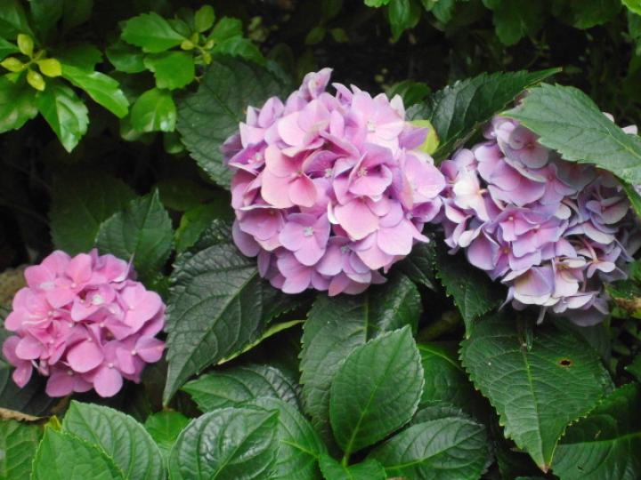 園內種植,,花朵盛開！...