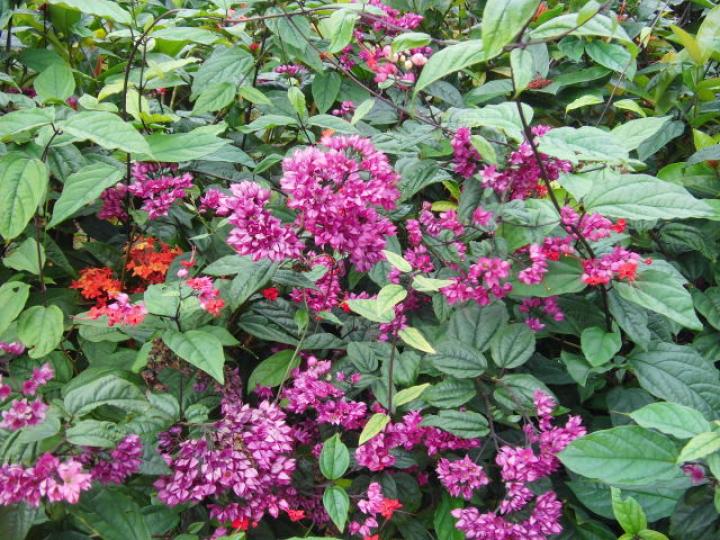 種植園內,,花朵盛開！...