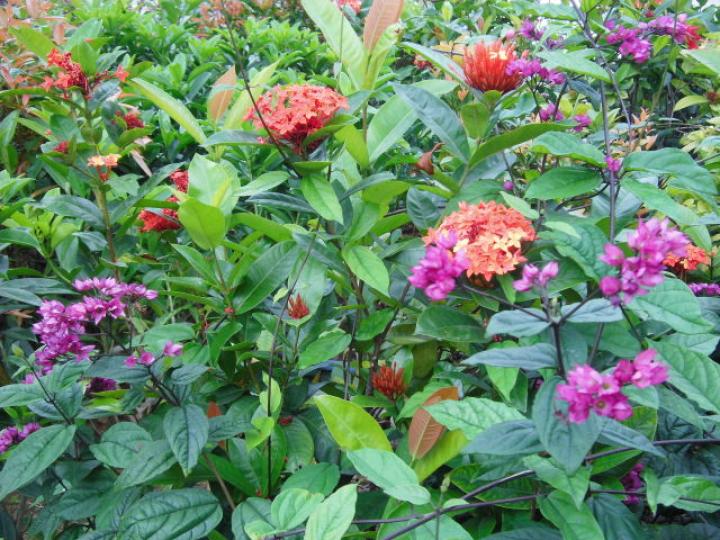 花園種植花朵,,好靚呵！...