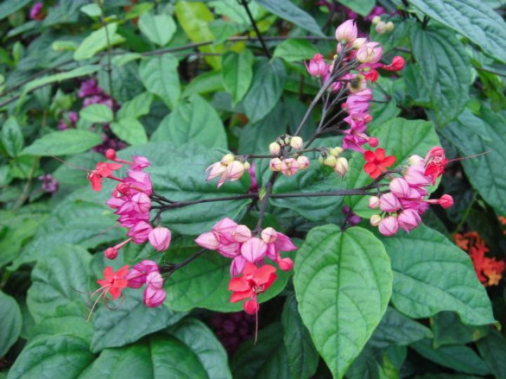 花園之內,,花朵待開！...