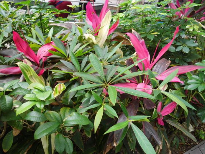 红綠花草,,種植園內!...