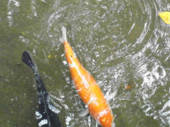 河池鯉魚,,游來游去！...