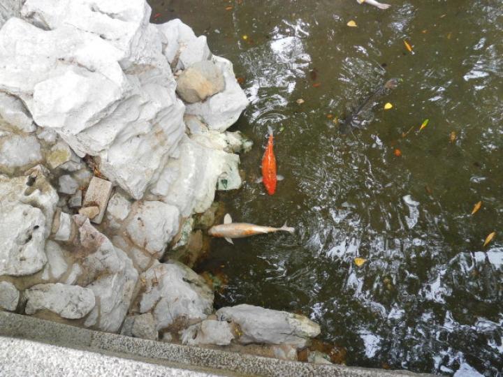 石池河水,,鯉魚游來游去!...