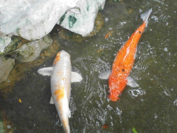 花園河水,,鲤鱼游來游去!...