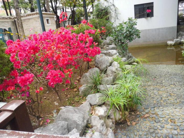 園內種植,,紅花盛開！...