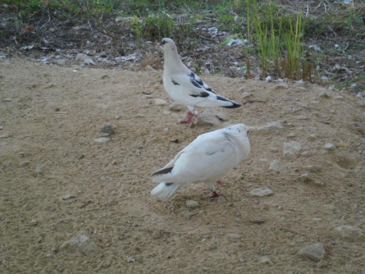 双白鴿子,,遊在園路上!...