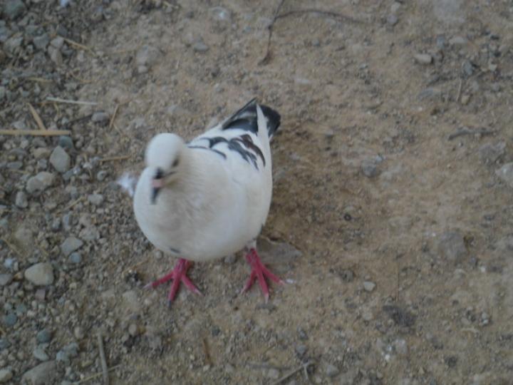 白鴿子,,在沙石路散步！...