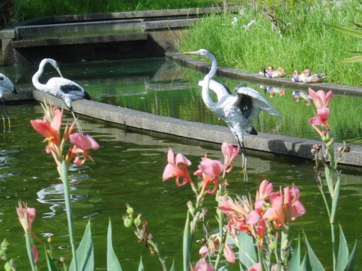 雀鳥在池邊,,觀賞景点！...