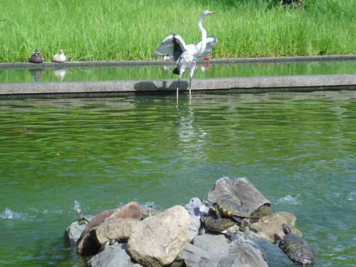 公園內之,,動物池水！...