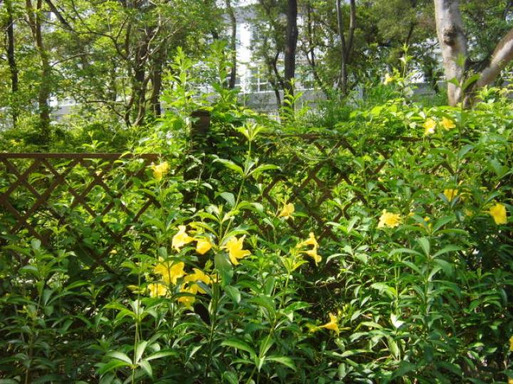 圃園之內,,種植多花朵!...