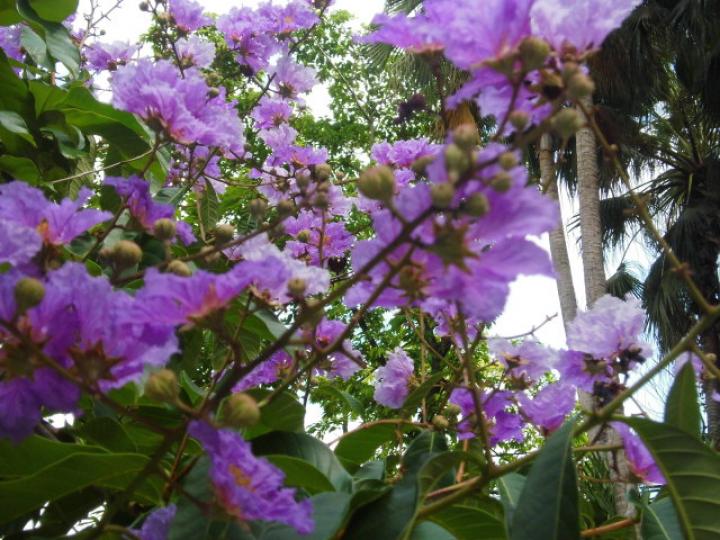 紫色花朵,,開得好靚呵！...