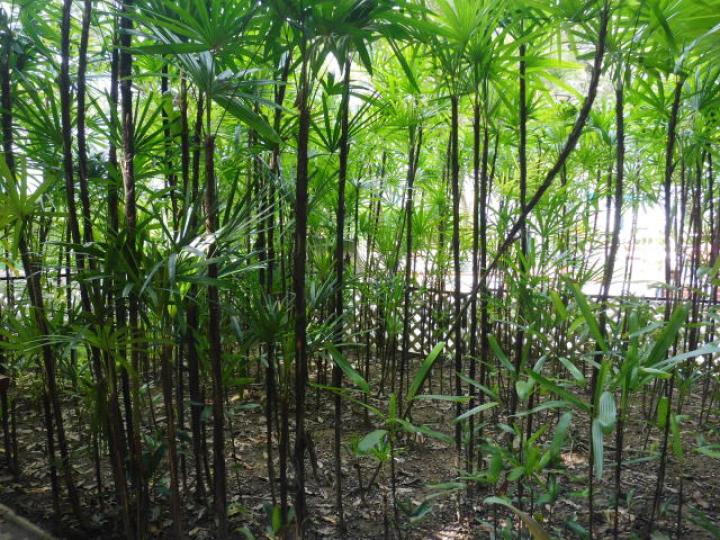 往內園,,參觀竹林松園!...