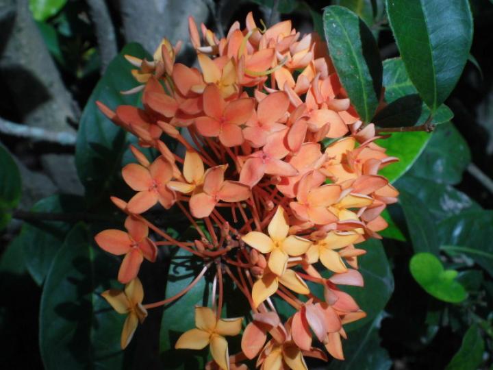 園內花兒,,朵朵盛開！...