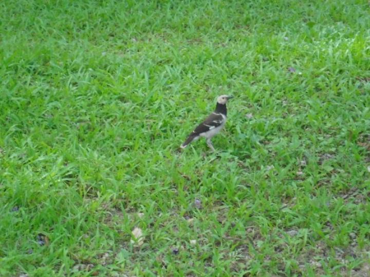 園內草上,,雀鳥獨自觀賞！...