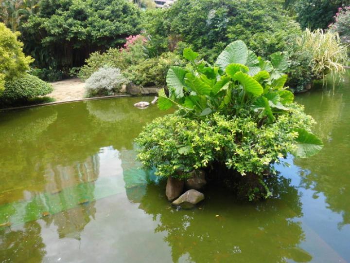 池水種植,,多樣花箄草!...