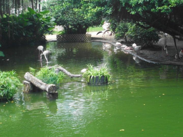 雀鳥水池,,另一景象！...