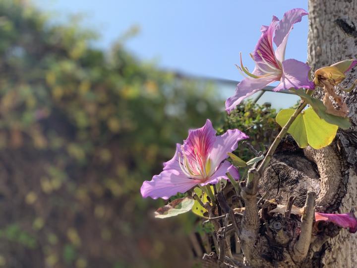 天氣好陽光好枯枝發新芽再開花...