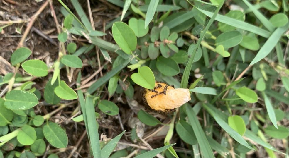 這個野菌一定很香甜引來很多螞蟻🐜...