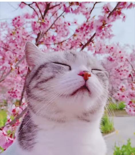 貓咪欣賞櫻花🌸表情十分陶醉...