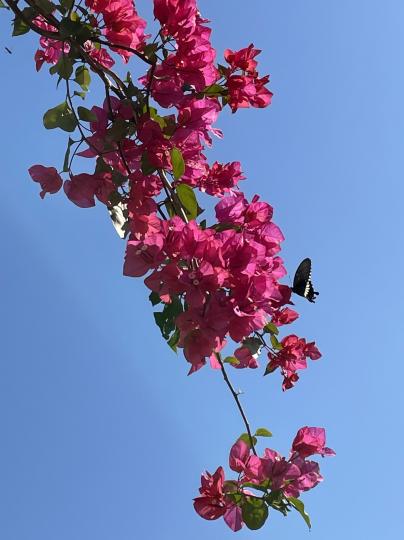 早安！杜鵑花盛開蝴蝶採蜜忙...